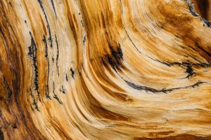 Wood texture